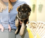 Small Photo #1 German Shepherd Dog Puppy For Sale in AMARILLO, TX, USA