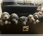 Small Weimaraner