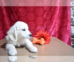 Small English Cream Golden Retriever