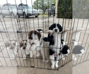 Aussiedoodle-Poodle (Standard) Mix Litter for sale in THREE RIVERS, TX, USA