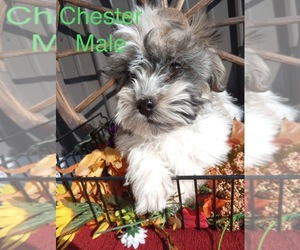 Havanese Litter for sale in PITTSBURG, IL, USA