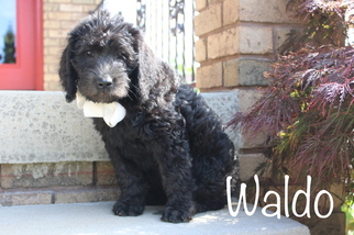 Labradoodle Litter for sale in APPLE CREEK, OH, USA