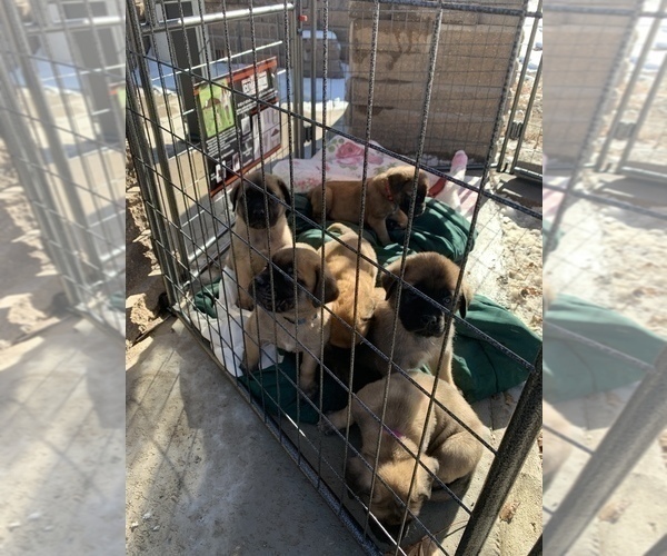 Medium Photo #1 Mastiff Puppy For Sale in CANON CITY, CO, USA