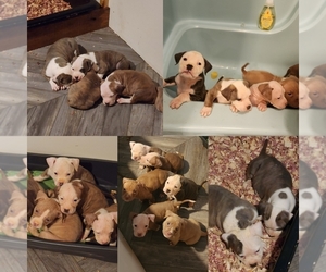 American Bully Litter for sale in GETTYSBURG, PA, USA
