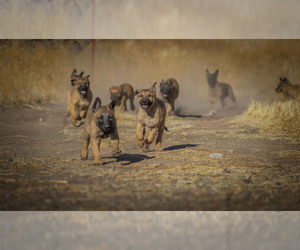 Belgian Malinois Litter for sale in ALTURAS, CA, USA