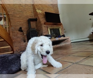 Goldendoodle Litter for sale in WATERTOWN, NY, USA