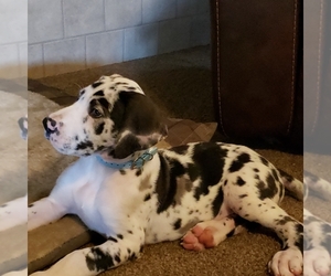 Great Dane Litter for sale in BERESFORD, SD, USA