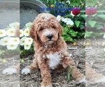 Small Photo #1 Goldendoodle (Miniature) Puppy For Sale in SHIPSHEWANA, IN, USA