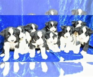 Old English Sheepdog-Siberian Husky Mix Litter for sale in GROVESPRING, MO, USA