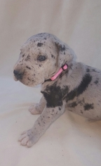 Great Dane Litter for sale in NEW CAMBRIA, MO, USA
