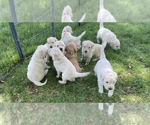 Goldendoodle Litter for sale in PROSSER, WA, USA