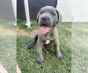 Cane Corso Litter for sale in PHILLIPS RANCH, CA, USA