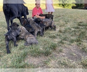 Cane Corso Litter for sale in MAYVILLE, WI, USA
