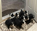 Small Photo #1 Aussiedoodle-Miniature Bernedoodle Mix Puppy For Sale in PRESTON, CT, USA