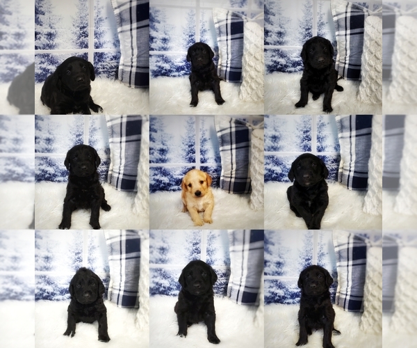 Medium Photo #1 Labradoodle Puppy For Sale in WEST PLAINS, MO, USA