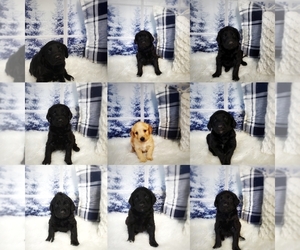 Labradoodle Litter for sale in WEST PLAINS, MO, USA