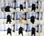 Small Photo #1 Labradoodle Puppy For Sale in WEST PLAINS, MO, USA
