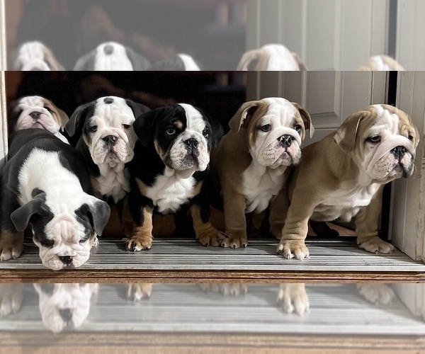 Medium Photo #1 Bulldog Puppy For Sale in SCHUYLERVILLE, NY, USA