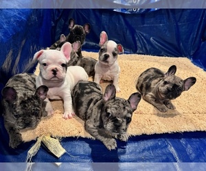 French Bulldog Litter for sale in RIVERSIDE, CA, USA