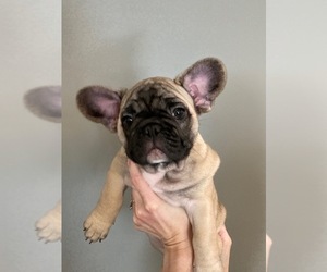 French Bulldog Litter for sale in MADISONVILLE, KY, USA