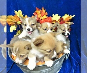 Pembroke Welsh Corgi Litter for sale in NORWOOD, MO, USA