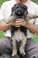 German Shepherd Dog Litter for sale in GATES MILLS, OH, USA