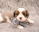 Small Photo #1 Australian Shepherd-Cavalier King Charles Spaniel Mix Puppy For Sale in LEBANON, OR, USA