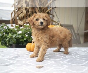 Goldendoodle (Miniature) Litter for sale in MILLERSBURG, OH, USA