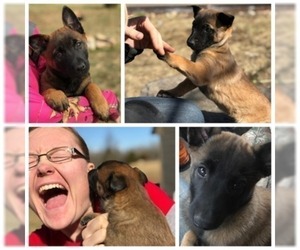 Belgian Malinois Litter for sale in WEST PLAINS, MO, USA