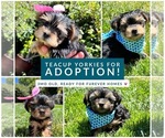 Small Photo #1 Yorkshire Terrier Puppy For Sale in WATERFORD, CA, USA
