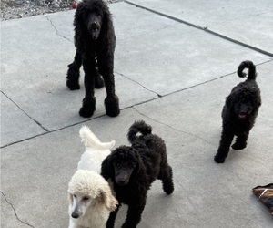 Poodle (Standard) Litter for sale in FONTANA, CA, USA