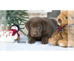 Labrador Retriever Litter for sale in CLARE, MI, USA