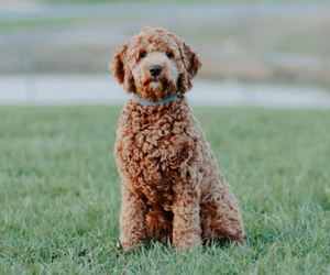 Australian Labradoodle Litter for sale in GRANDVIEW, MO, USA