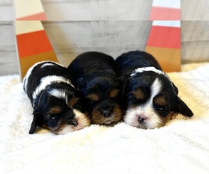 Cavalier King Charles Spaniel Litter for sale in EL CAMPO, TX, USA