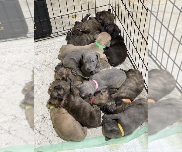 Medium Photo #1 Cane Corso Puppy For Sale in ELLENWOOD, GA, USA