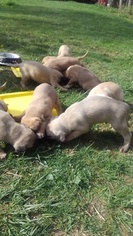 Black Mouth Cur Litter for sale in CLEVELAND, OH, USA