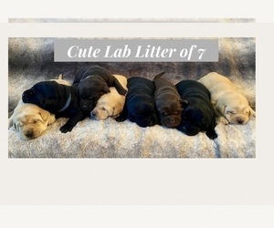 Labrador Retriever Litter for sale in VIRDEN, IL, USA