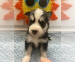 Small Pomsky