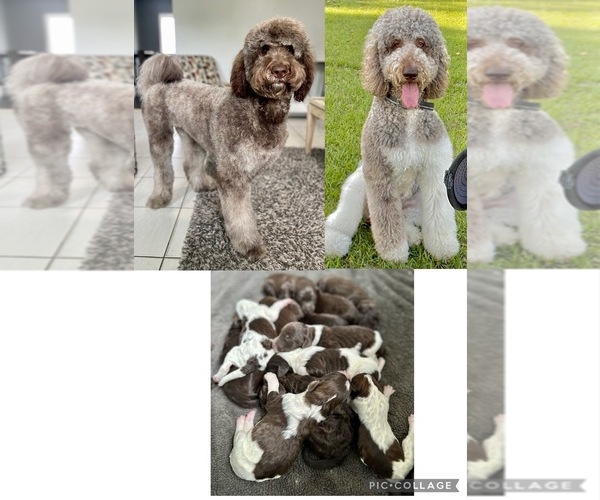 Medium Photo #1 Labradoodle Puppy For Sale in KISSIMMEE, FL, USA