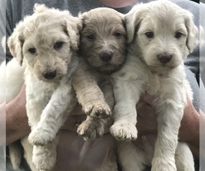 Goldendoodle-Poodle (Standard) Mix Litter for sale in BLANCHESTER, OH, USA