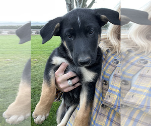 Australian Cattle Dog-German Shepherd Dog Mix Litter for sale in SUNNYSIDE, WA, USA
