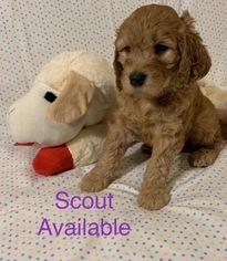 Goldendoodle Litter for sale in GRANT CITY, MO, USA