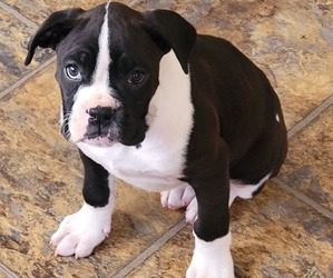 Boxer Litter for sale in JOLIET, IL, USA