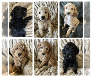 Goldendoodle Litter for sale in GRAND TERRACE, CA, USA