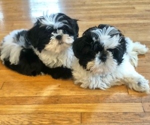 Shih Tzu Litter for sale in COLUMBUS, OH, USA