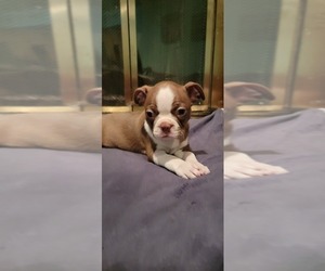 Boston Terrier Litter for sale in GARLAND, TX, USA