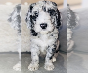 Sheepadoodle Litter for sale in EFFINGHAM, IL, USA