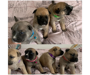 German Shepherd Dog-Siberian Husky Mix Litter for sale in VALLEJO, CA, USA