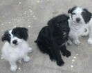 Small Photo #1 Jack Russell Terrier-Poodle (Standard) Mix Puppy For Sale in FAYETTEVILLE, NC, USA