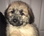 Small Photo #1 Shepadoodle Puppy For Sale in LODI, CA, USA
